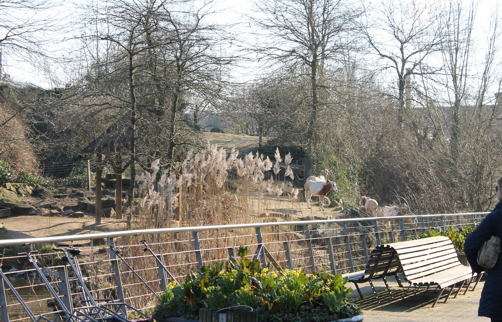 Scimitar-horned oryx enclosure