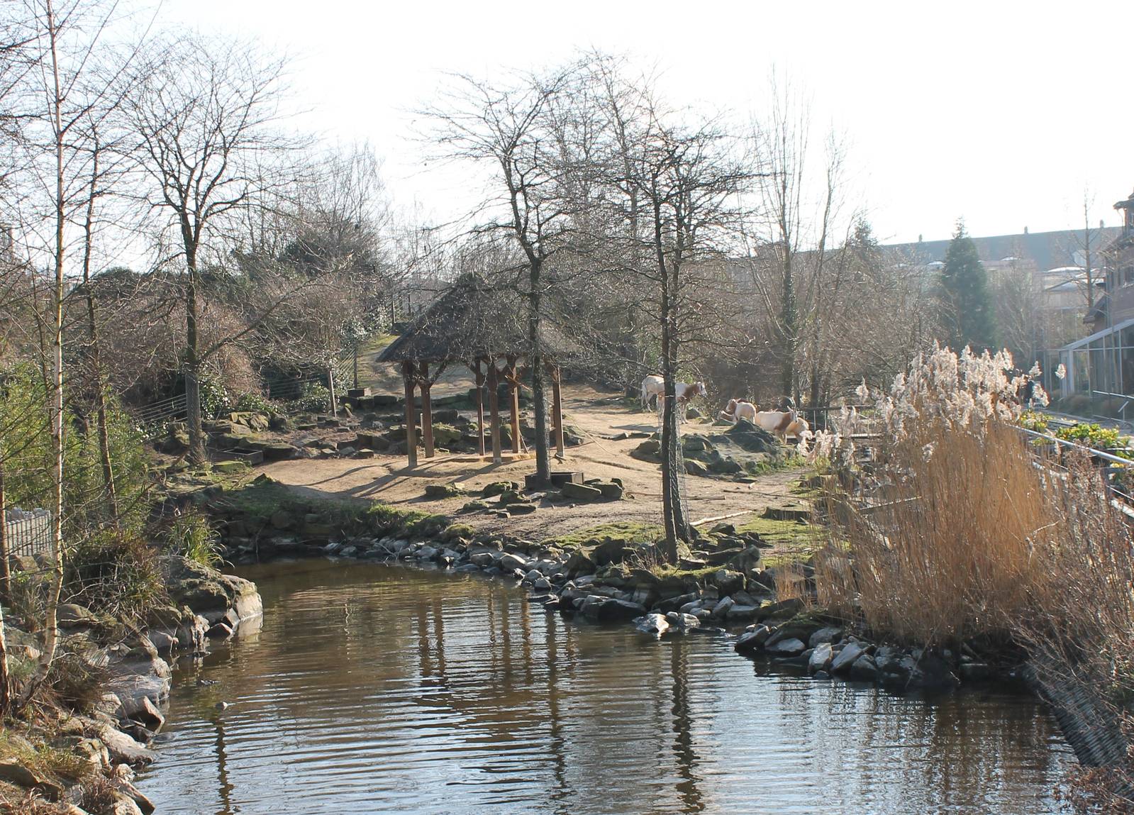 Scimitar-horned oryx enclosure
