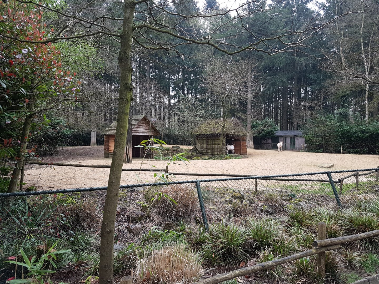 Scimitar-horned oryx -enclosure