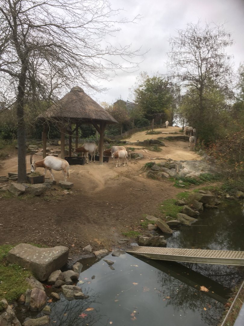 Scimitar horned oryx enclosure