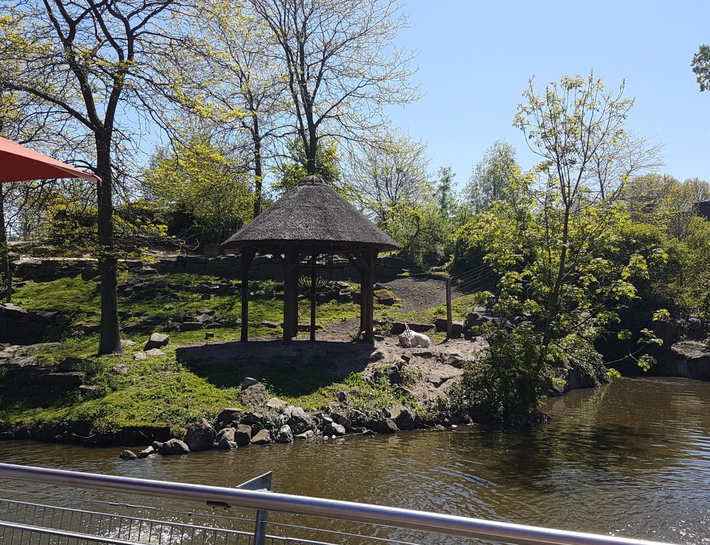 Scimitar-horned oryx enclosure