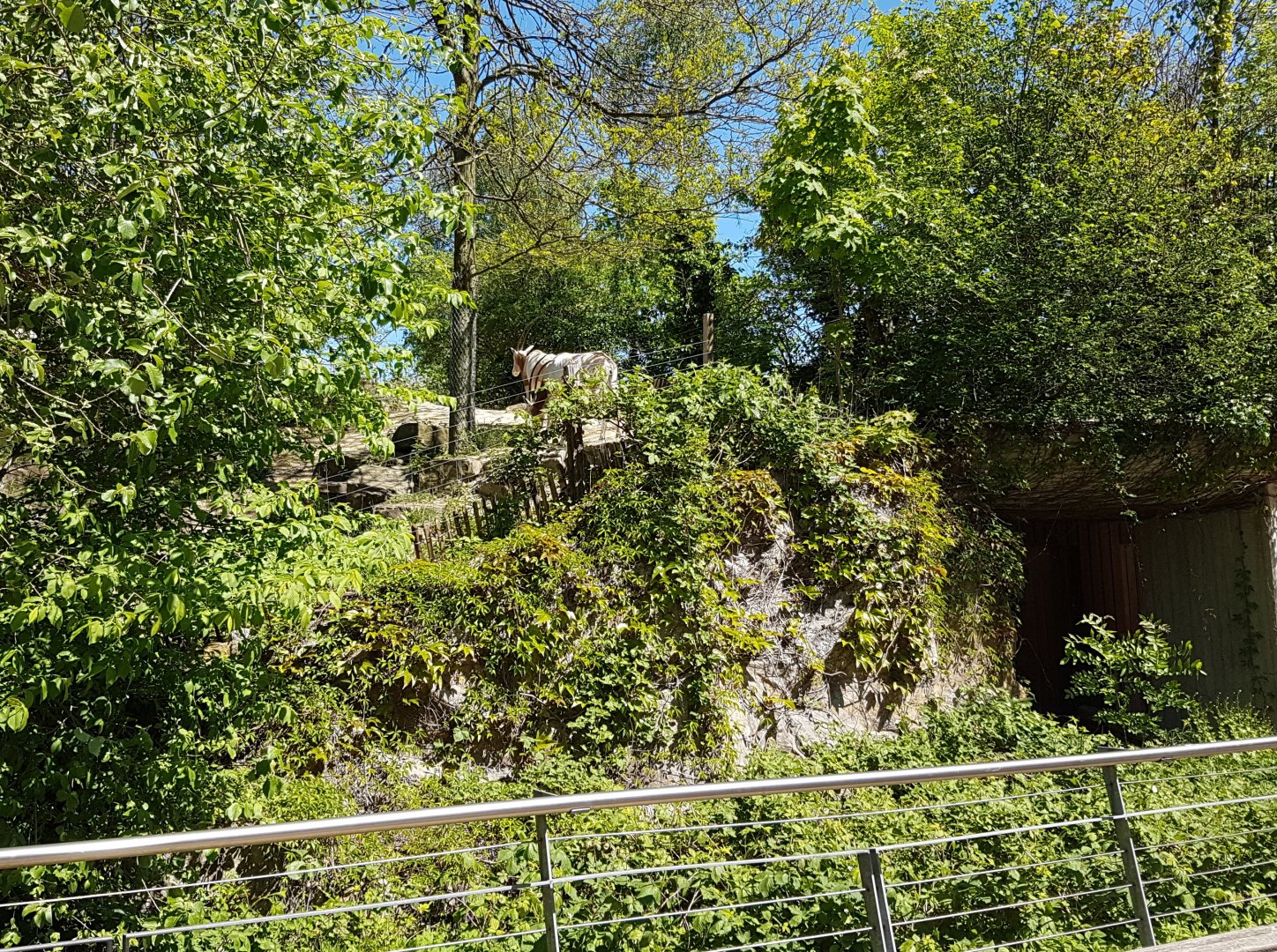 Scimitar-horned oryx enclosure