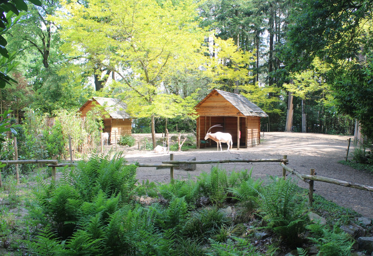 Scimitar-horned oryx enclosure