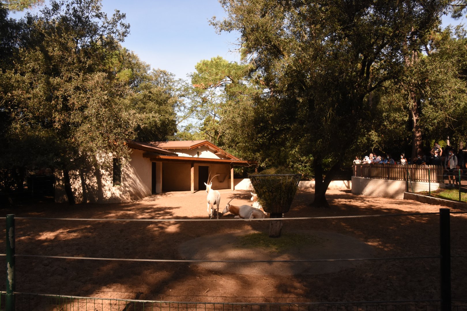 Scimitar-horned Oryx enclosure