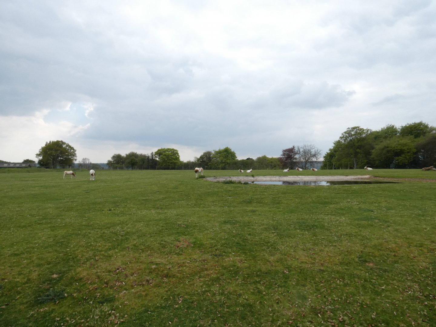 Scimitar-horned oryx enclosure