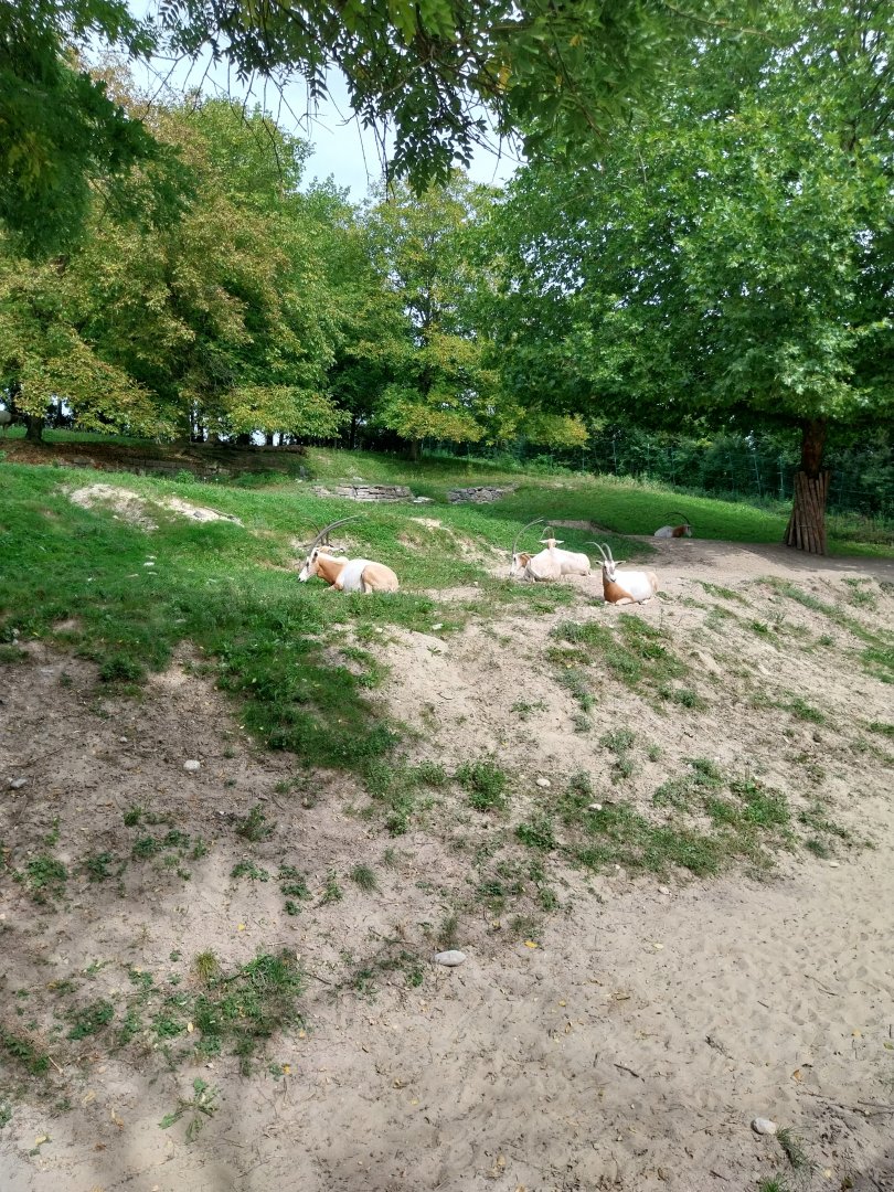 Scimitar-horned oryx enclosure