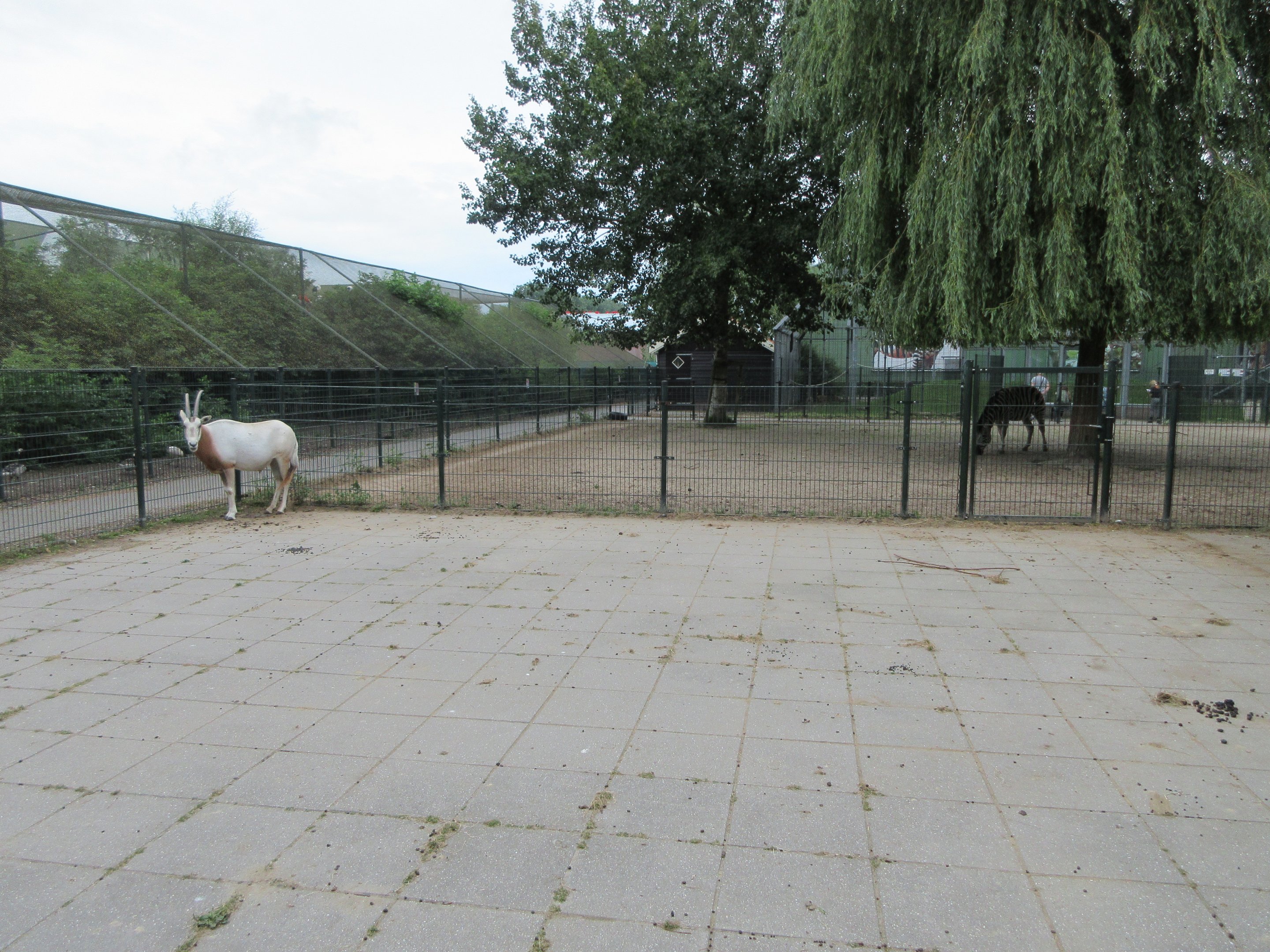 Scimitar-horned Oryx Exhibit (all cement)