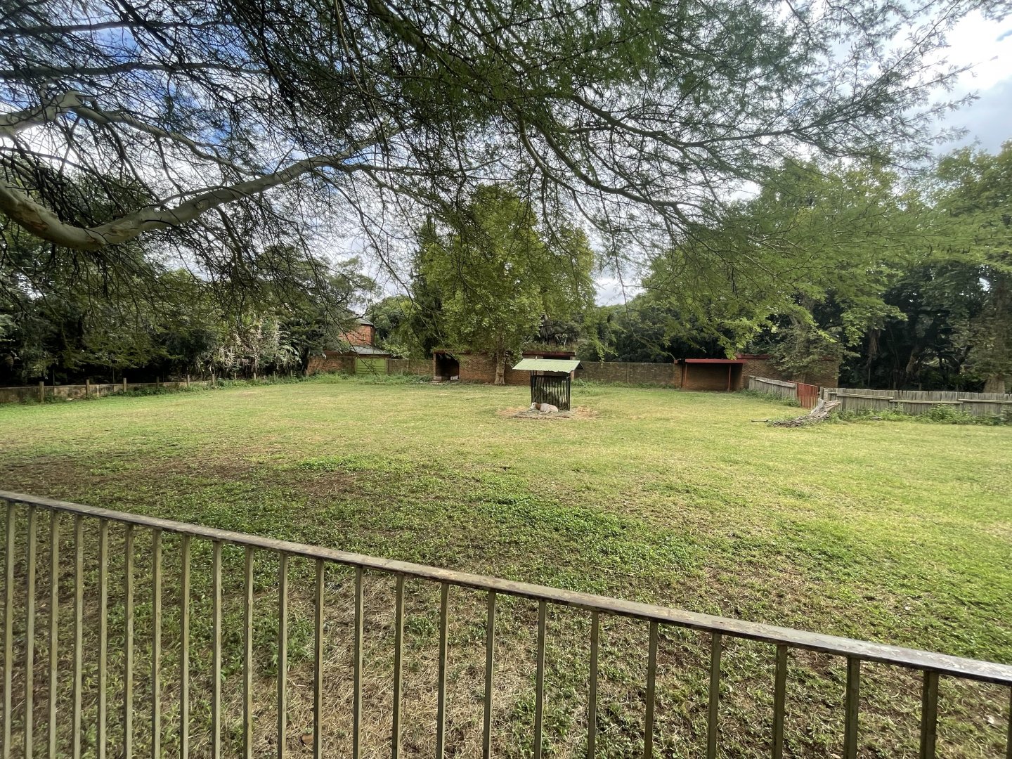 Scimitar-Horned Oryx Exhibit (Oryx dammah)