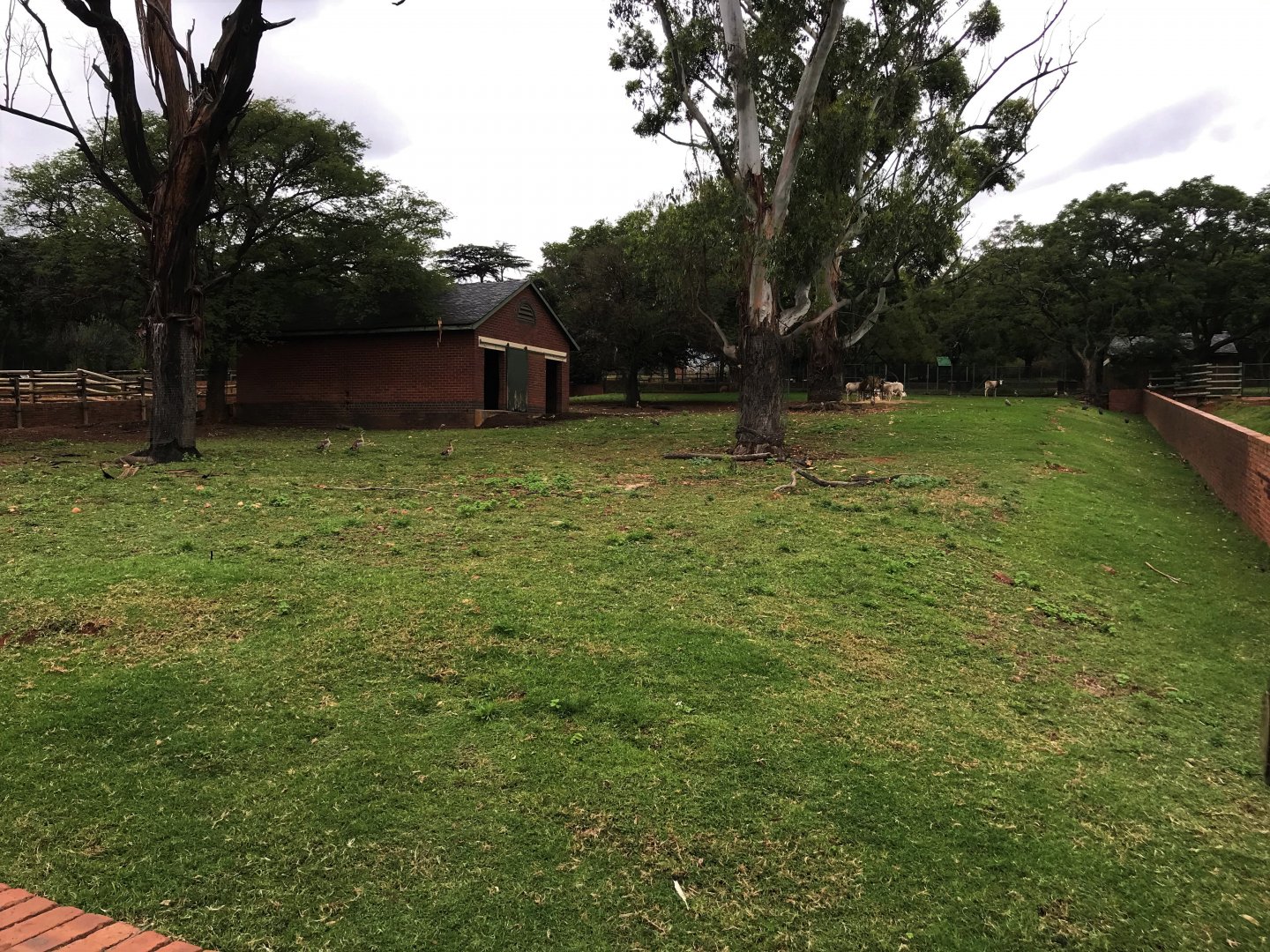 Scimitar-horned oryx Exhibit (Oryx dammah)