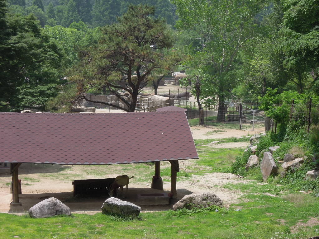 scimitar-horned oryx exhibit