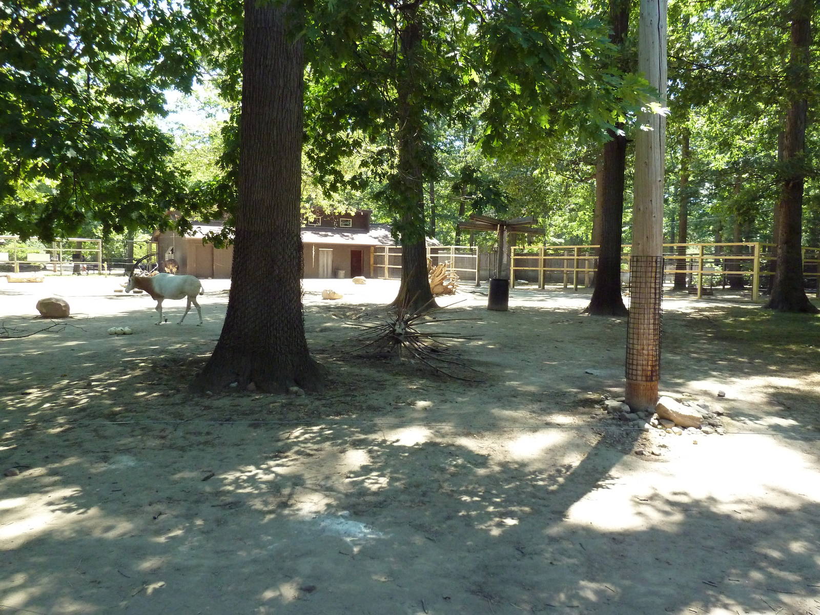Scimitar-Horned Oryx Exhibit
