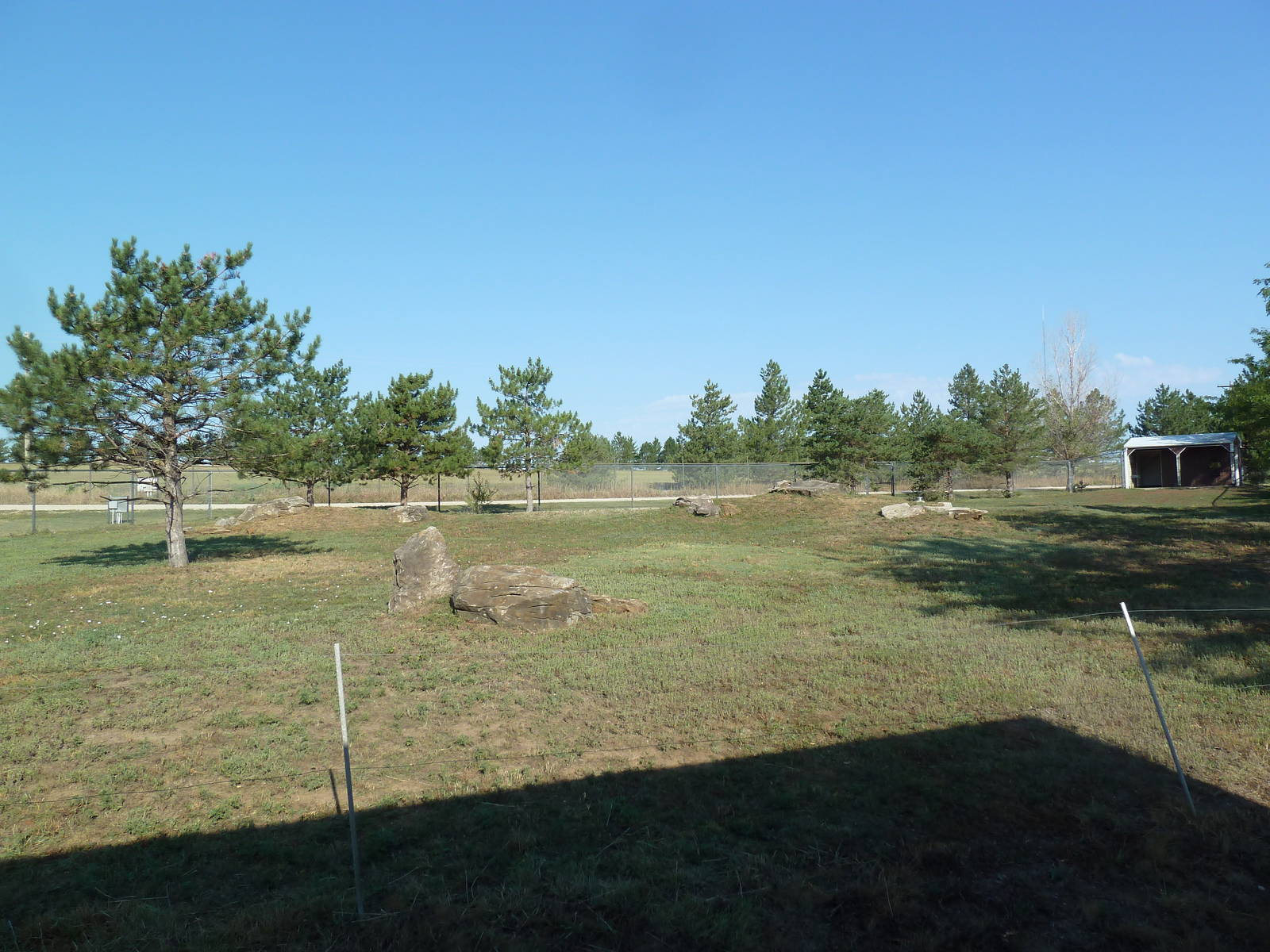 Scimitar-Horned Oryx Exhibit