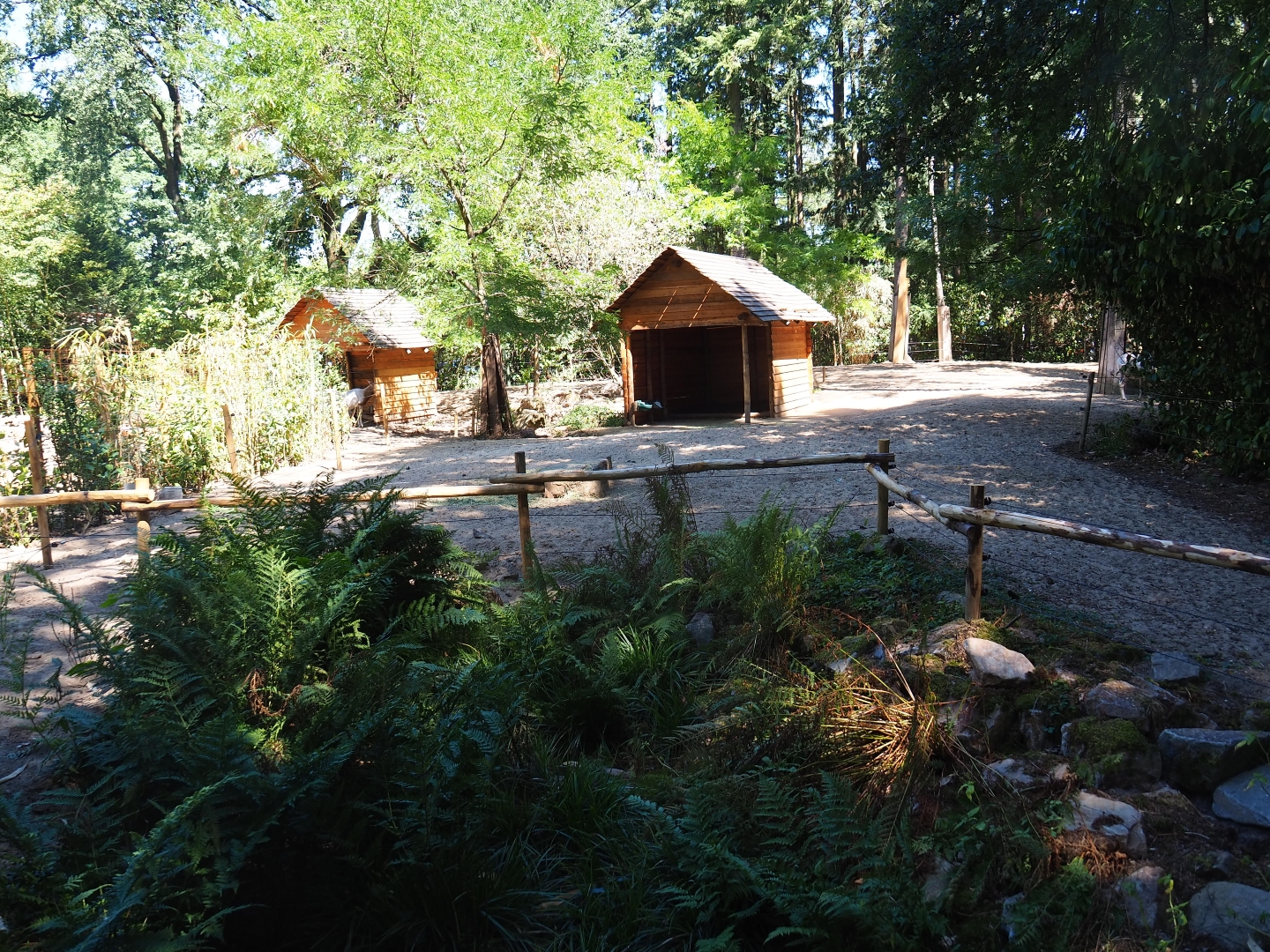 Scimitar-horned oryx exhibit