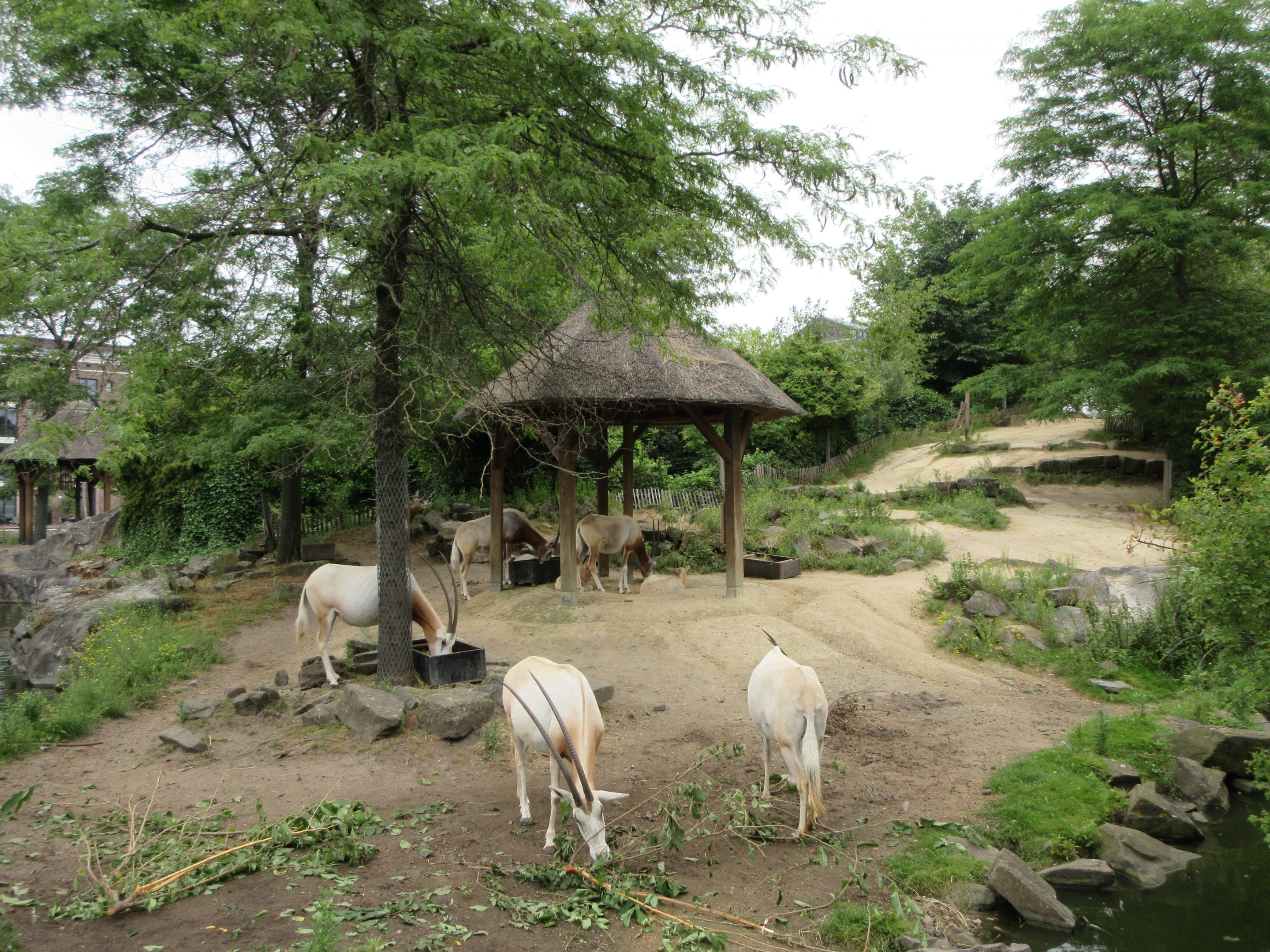 Scimitar-horned Oryx Exhibit
