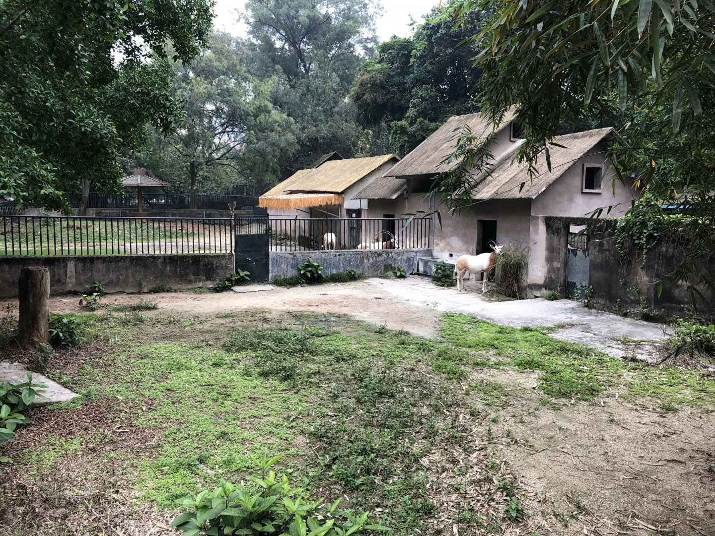 Scimitar-Horned Oryx Exhibit