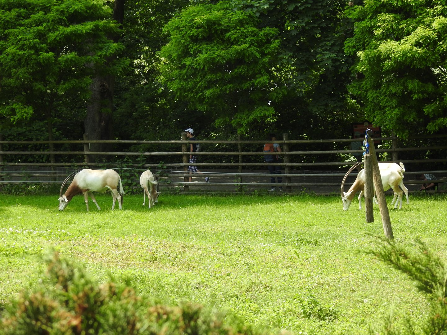 scimitar-horned oryx exhibit