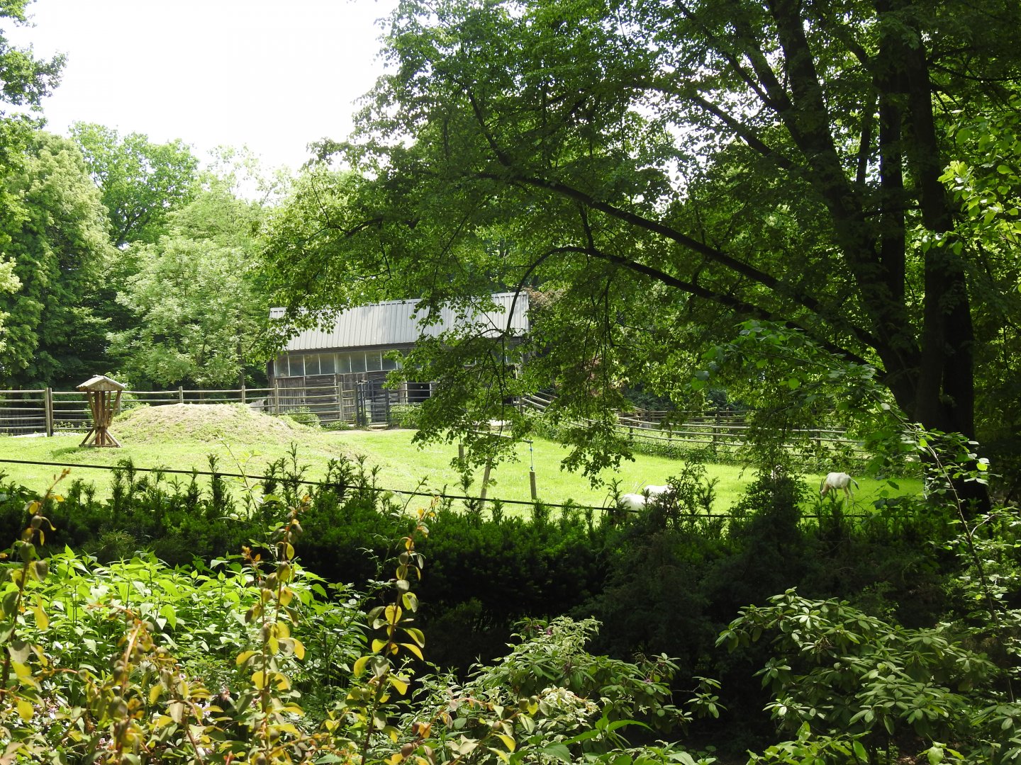 scimitar-horned oryx exhibit