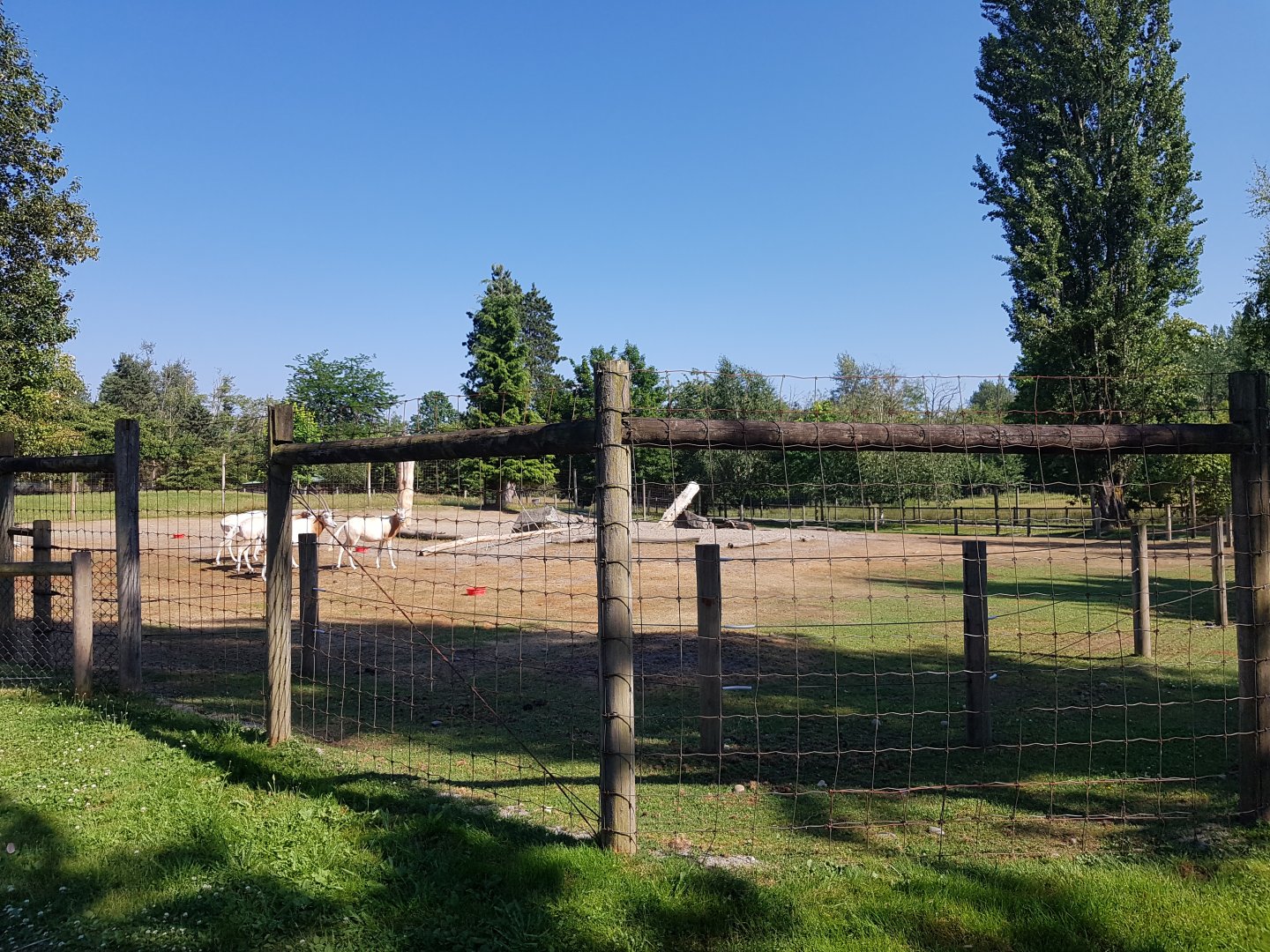Scimitar-Horned Oryx Exhibit