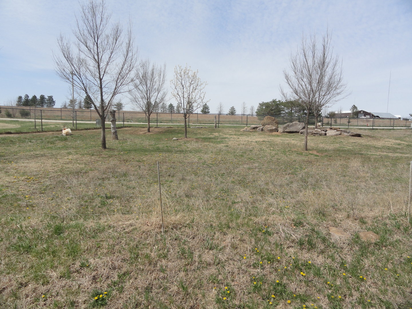 Scimitar Horned Oryx Exhibit