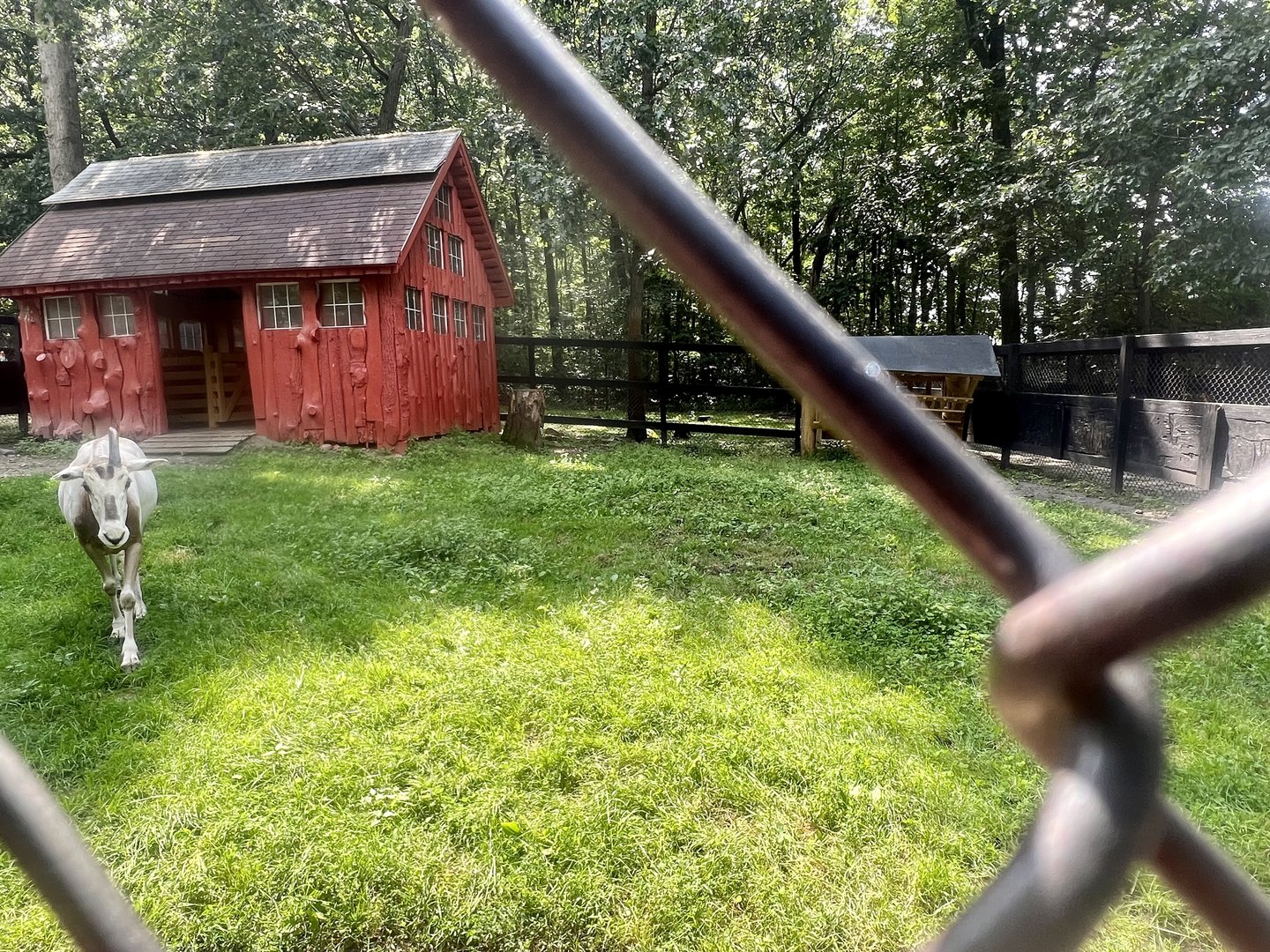 Scimitar Horned Oryx Exhibit