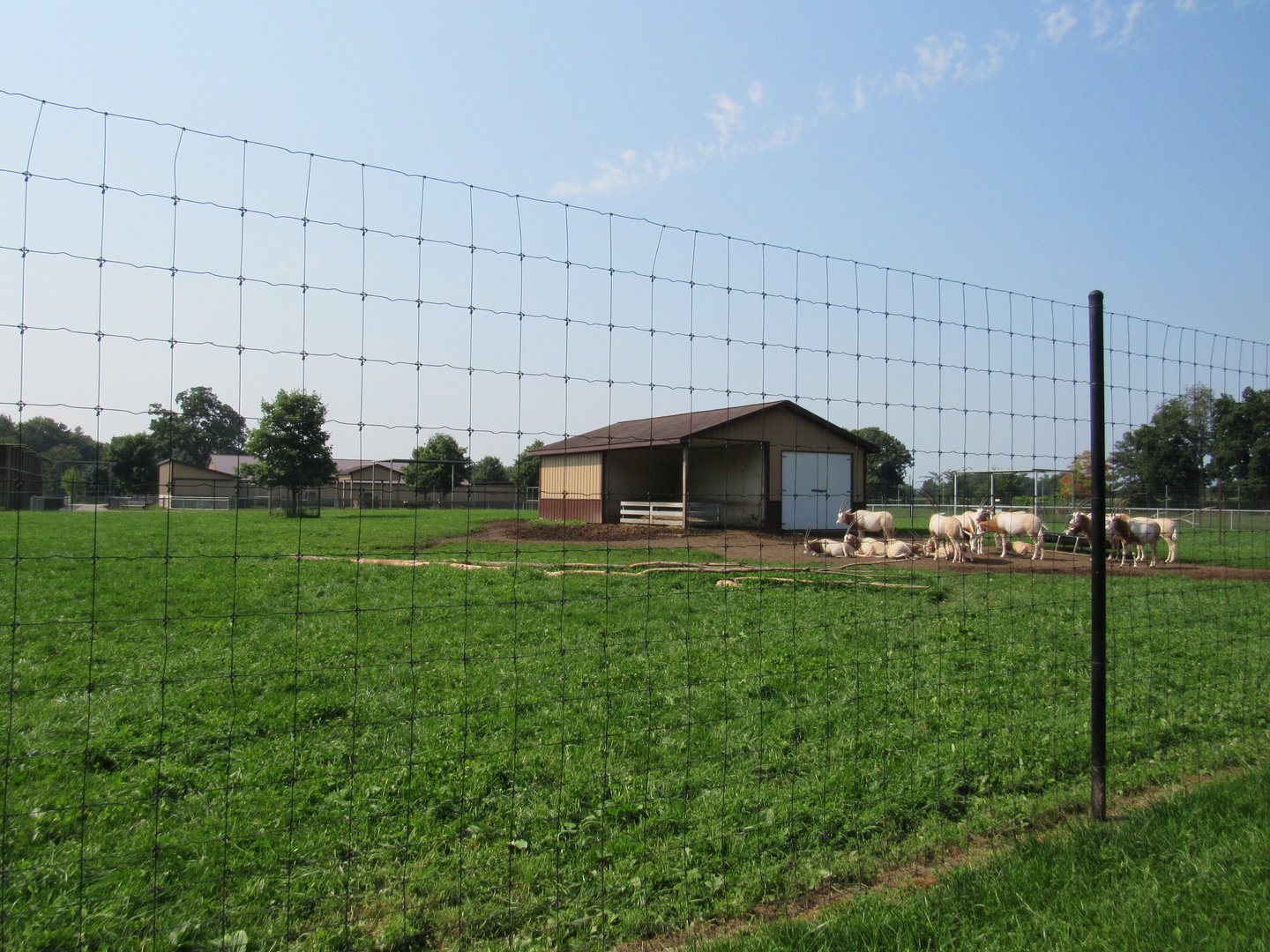 Scimitar-horned Oryx Exhibit