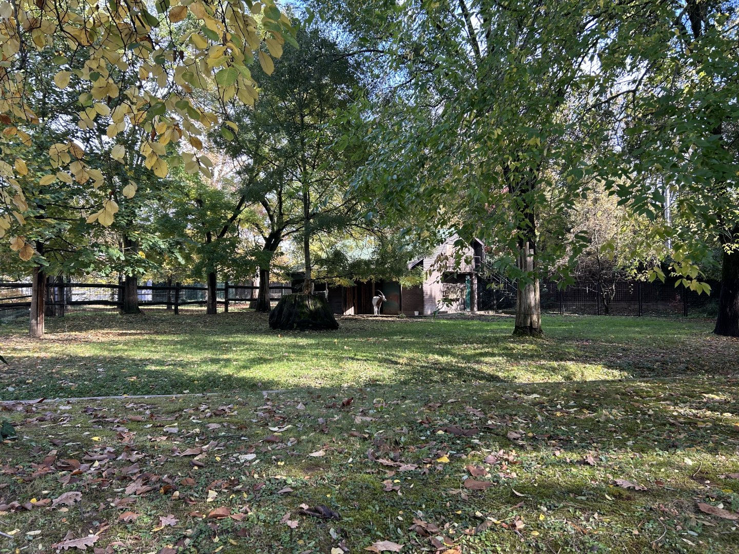 Scimitar-horned Oryx Exhibit