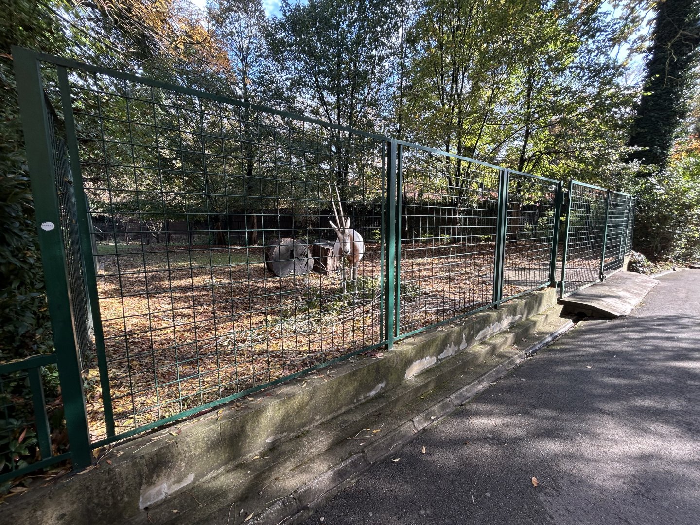 Scimitar-horned Oryx Exhibit