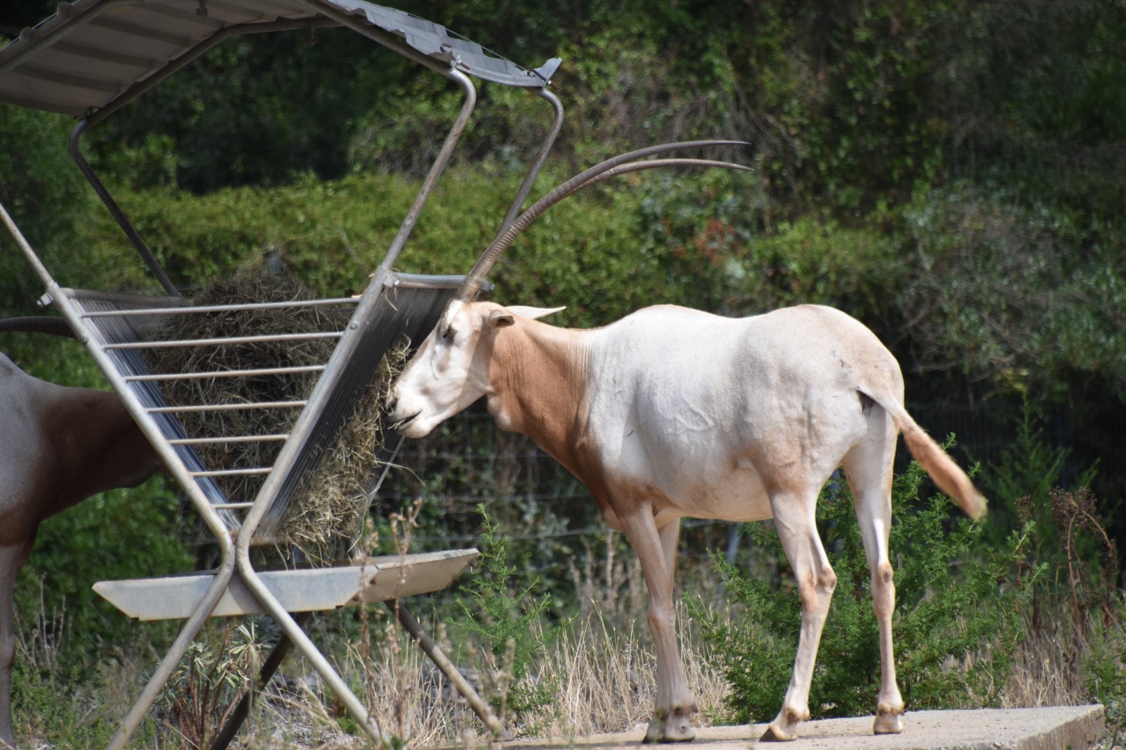 Scimitar-horned oryx feeding