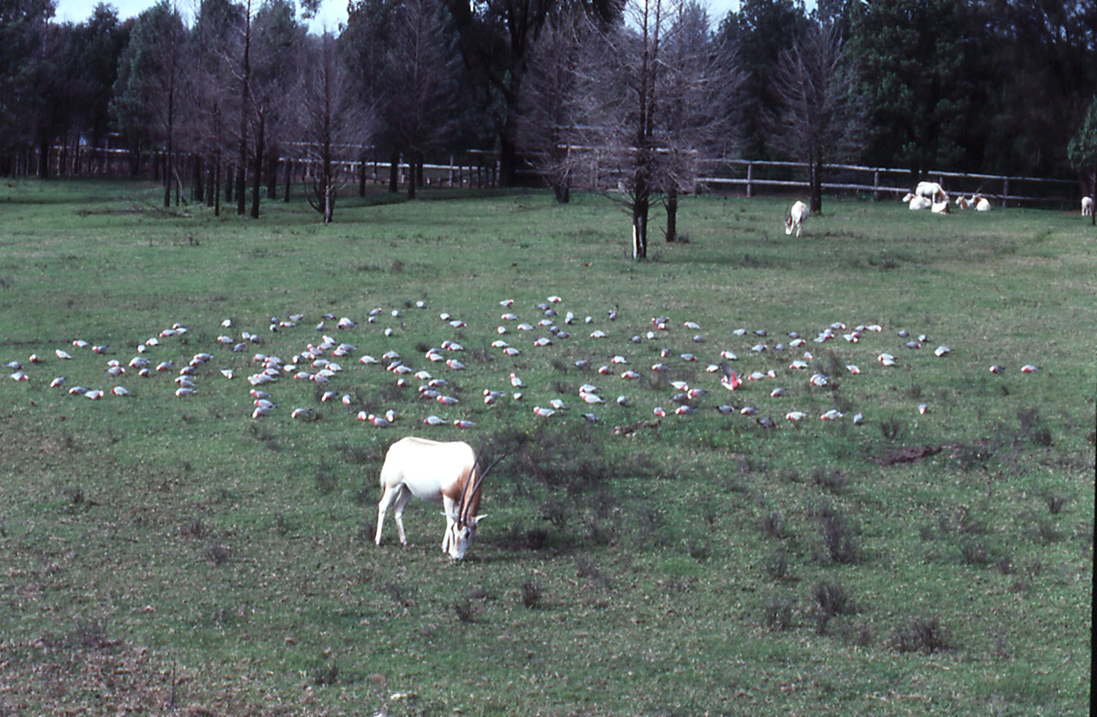 Scimitar-horned Oryx & Galahs - 1990