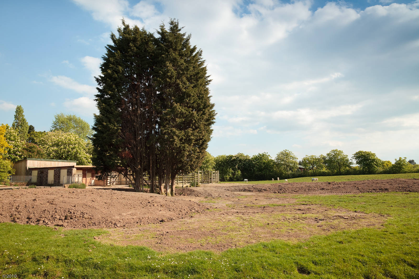 Scimitar-Horned Oryx / Grevy's Zebra Paddock