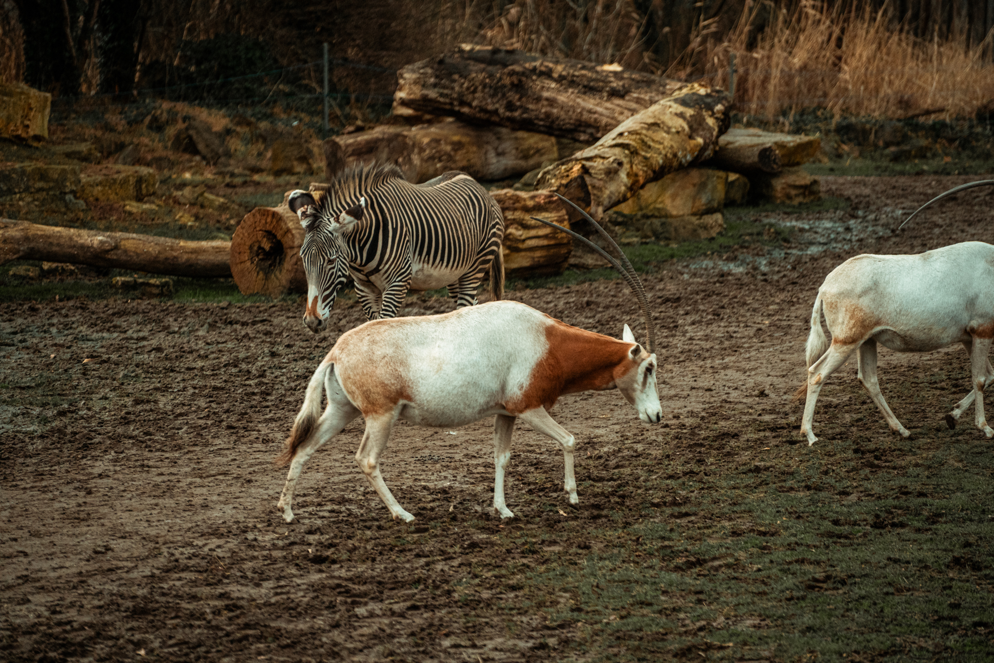 Scimitar-horned oryx & Grevy's zebra