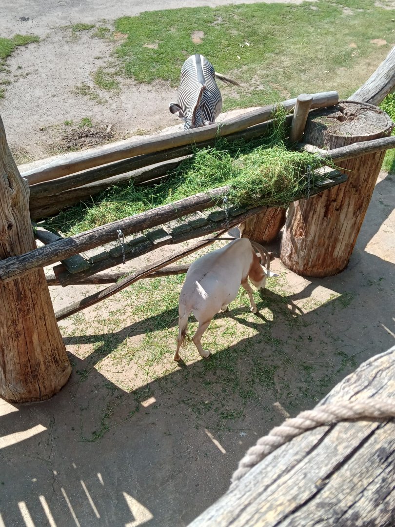 Scimitar-Horned Oryx & Grevy's Zebra