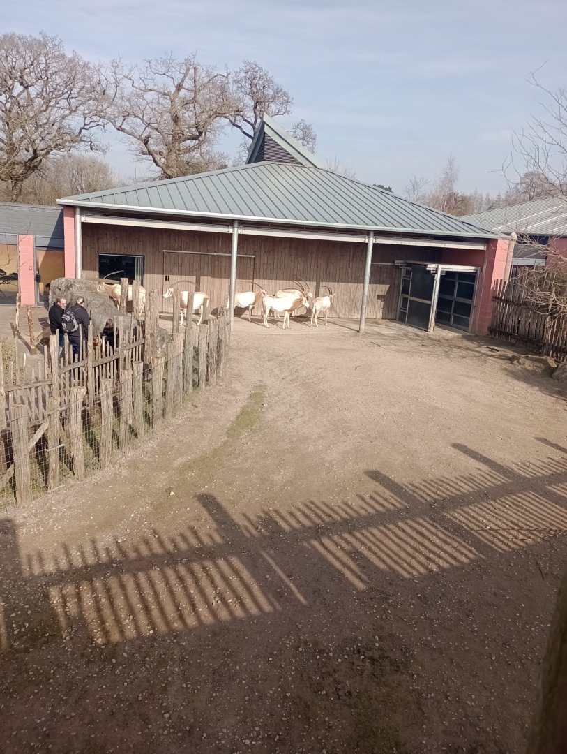 Scimitar-horned oryx hardstand