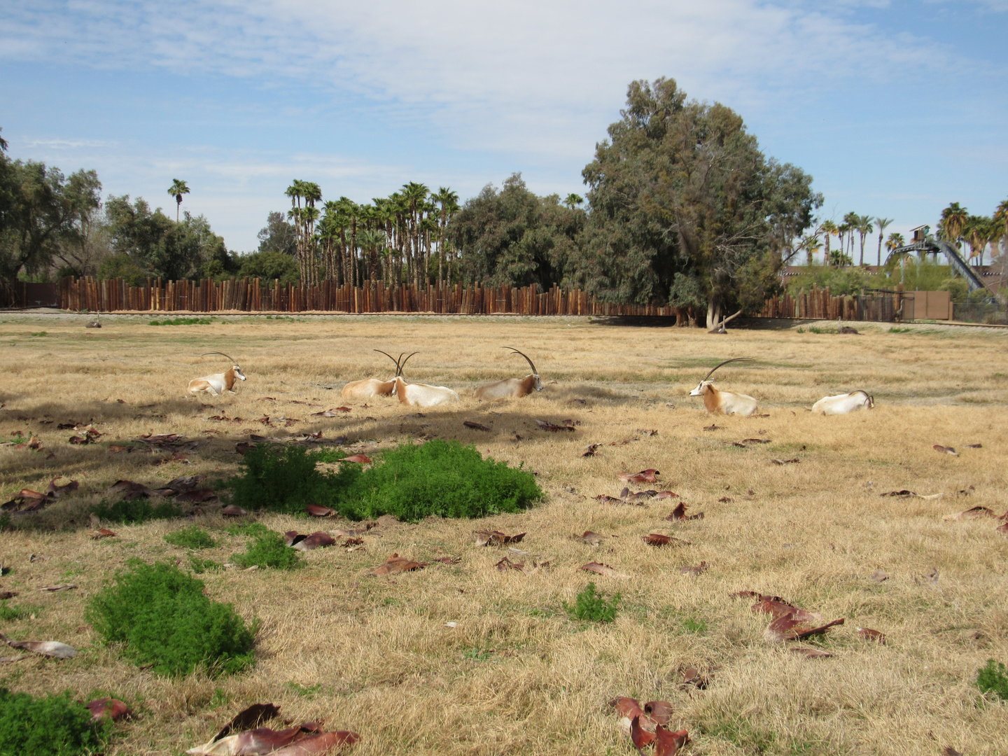 Scimitar-horned Oryx herd - 3/6/23