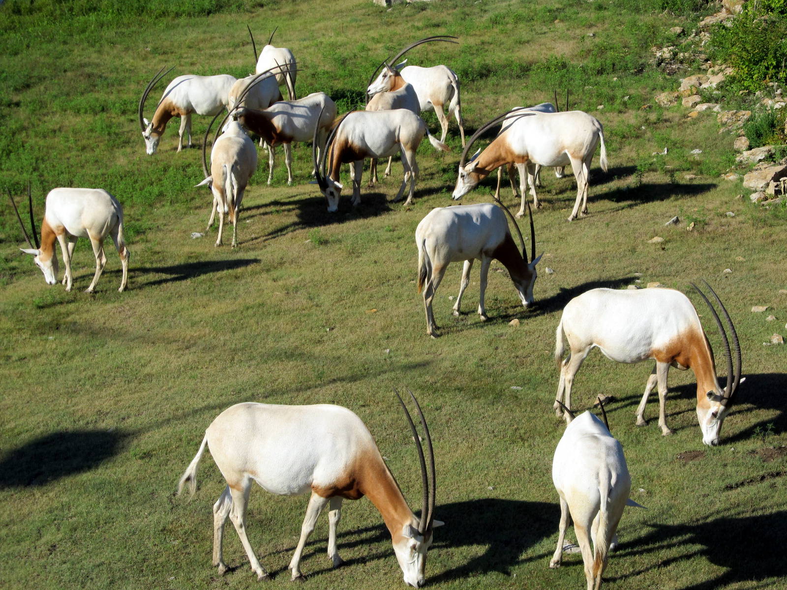 Scimitar-horned Oryx Herd