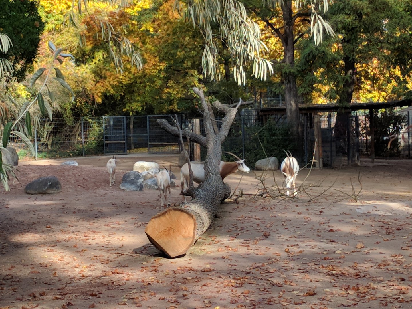 Scimitar horned oryx herd