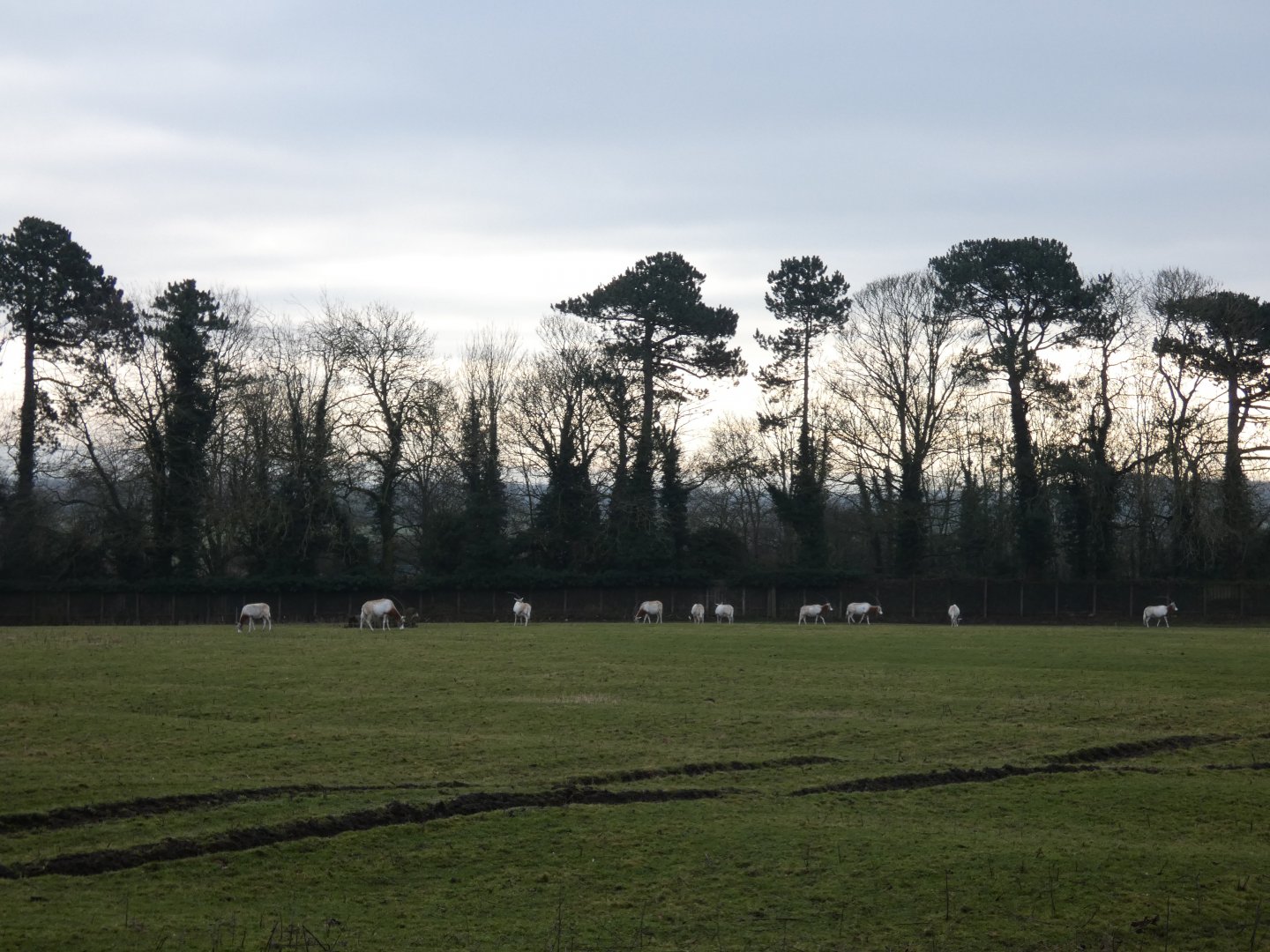 Scimitar-horned oryx herd