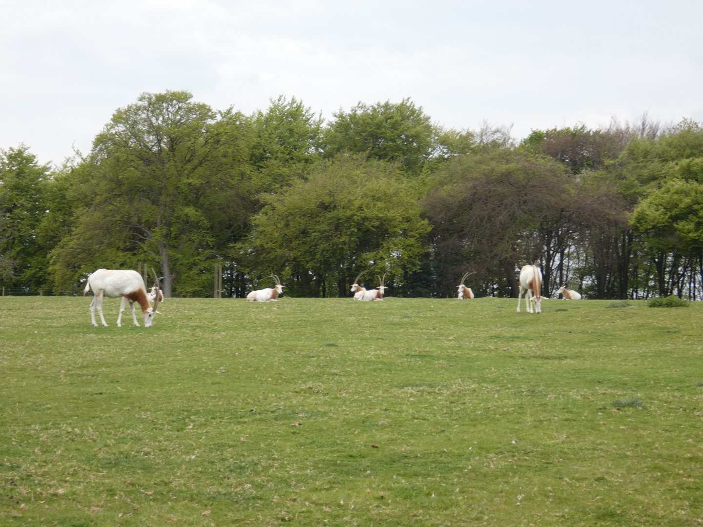 Scimitar-horned oryx herd