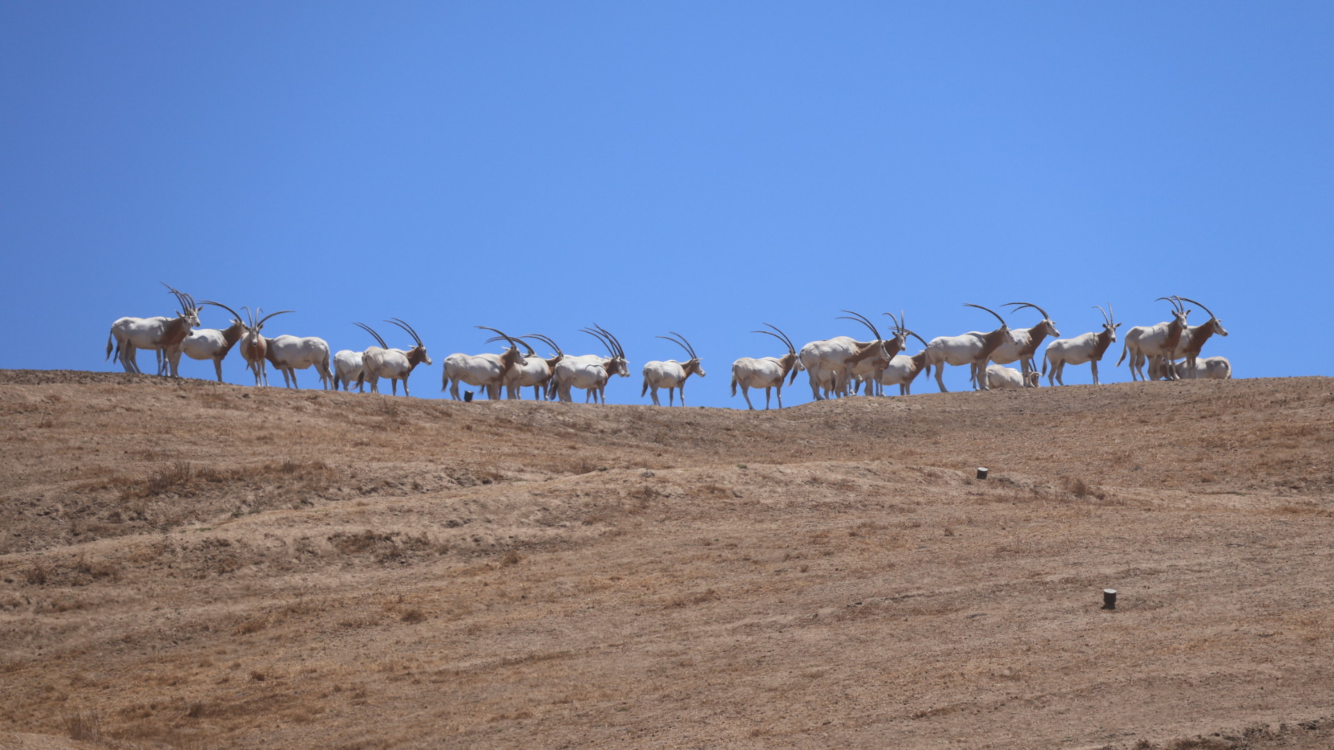 Scimitar-horned Oryx Herd