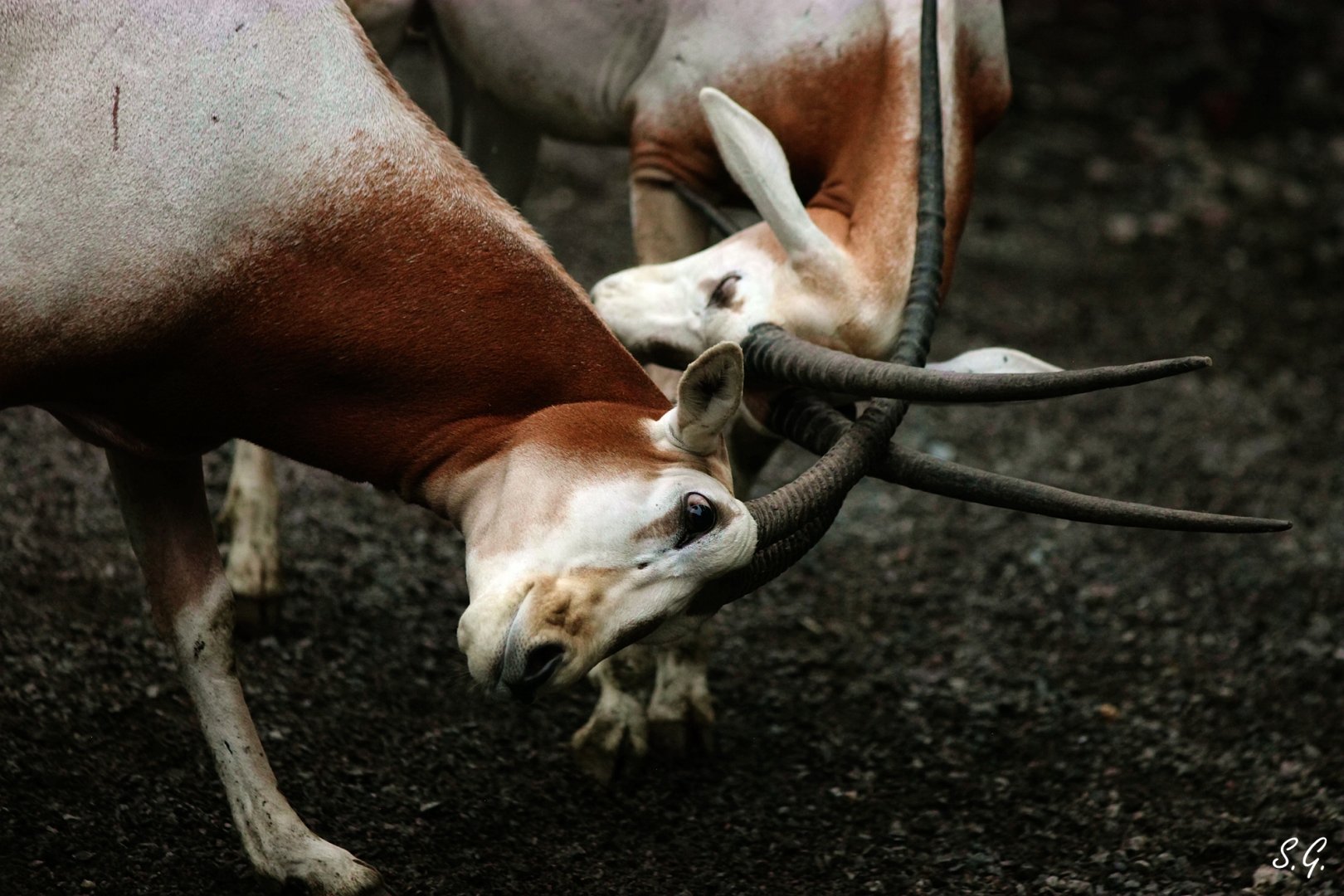 Scimitar-horned oryx in fight