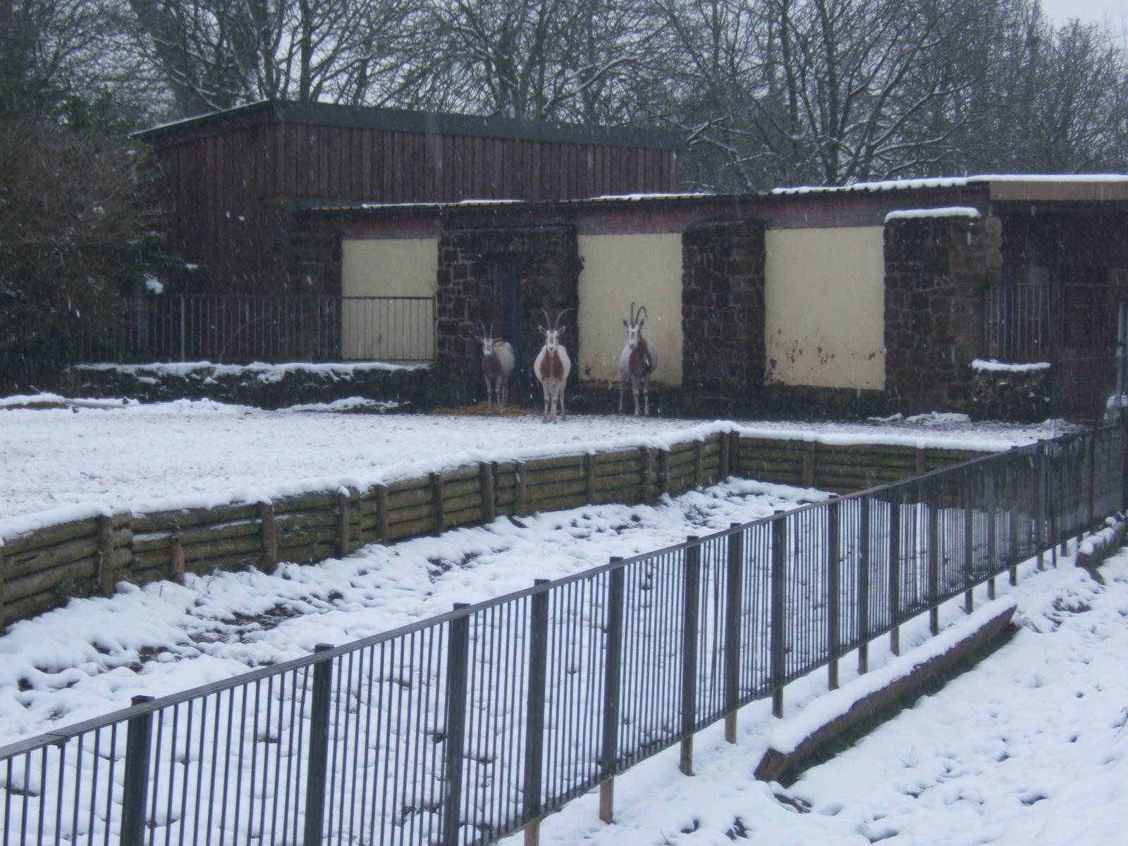 Scimitar-horned Oryx in snow shower