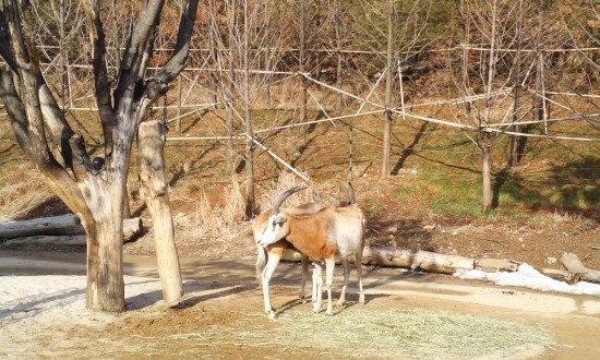 Scimitar-Horned Oryx in the Lost Valley attraction