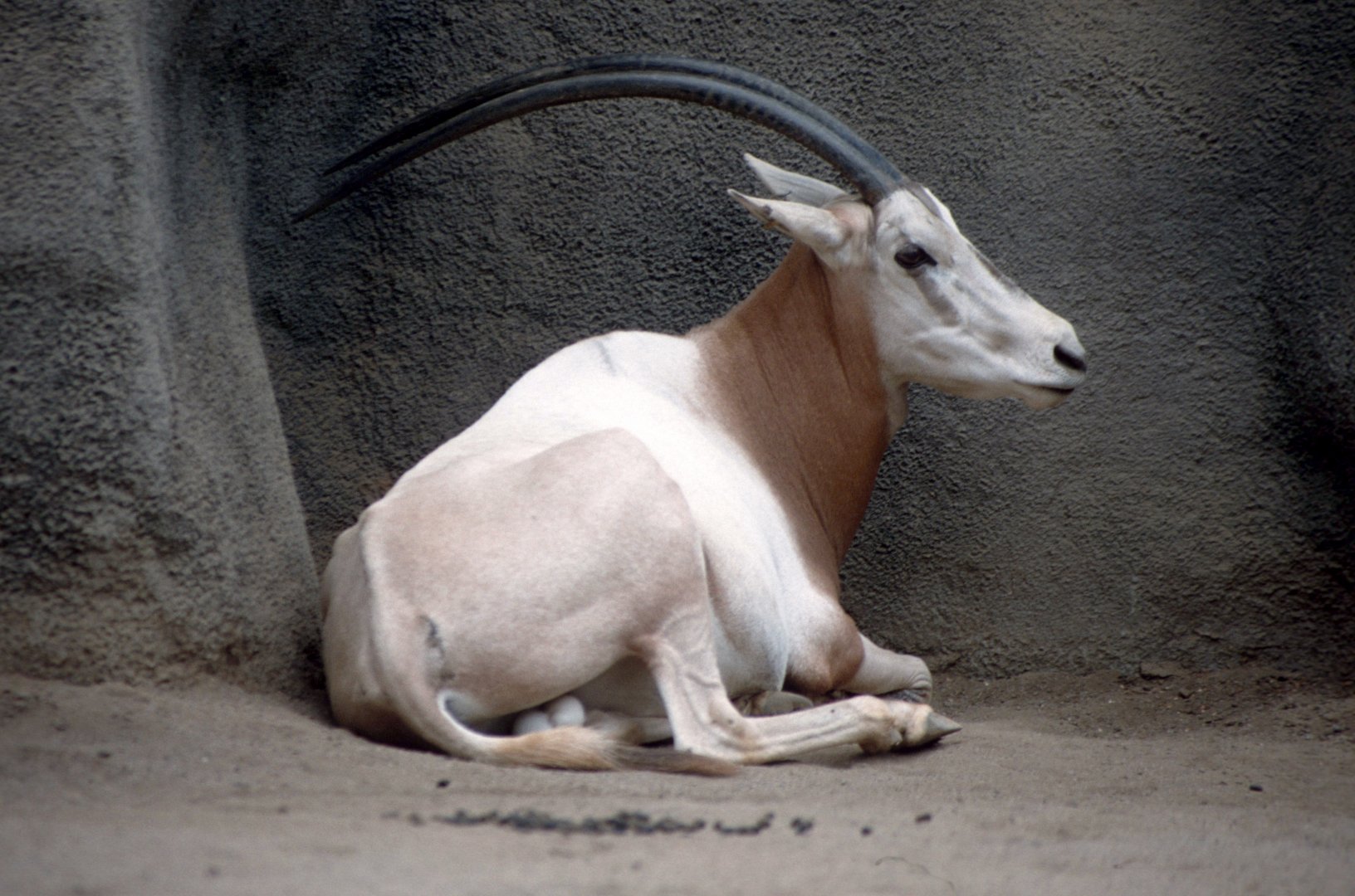 Scimitar-horned oryx (July 1994)