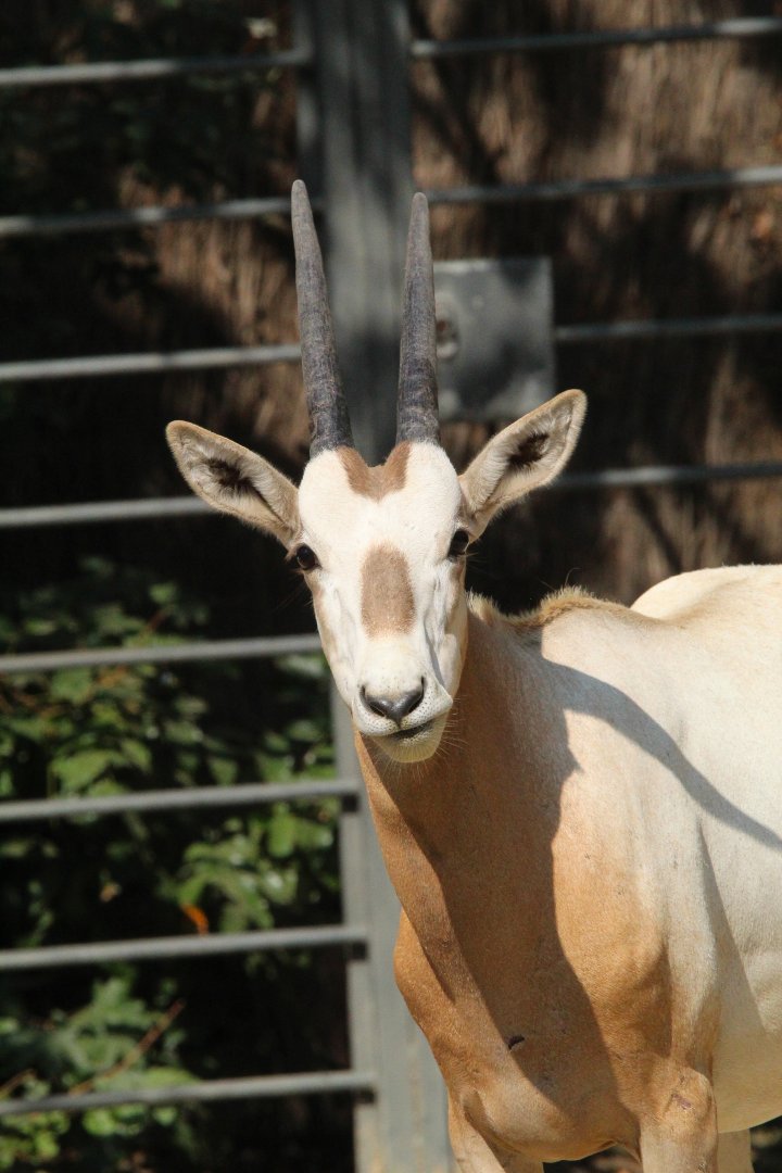 Scimitar Horned Oryx juvenile- September 2024