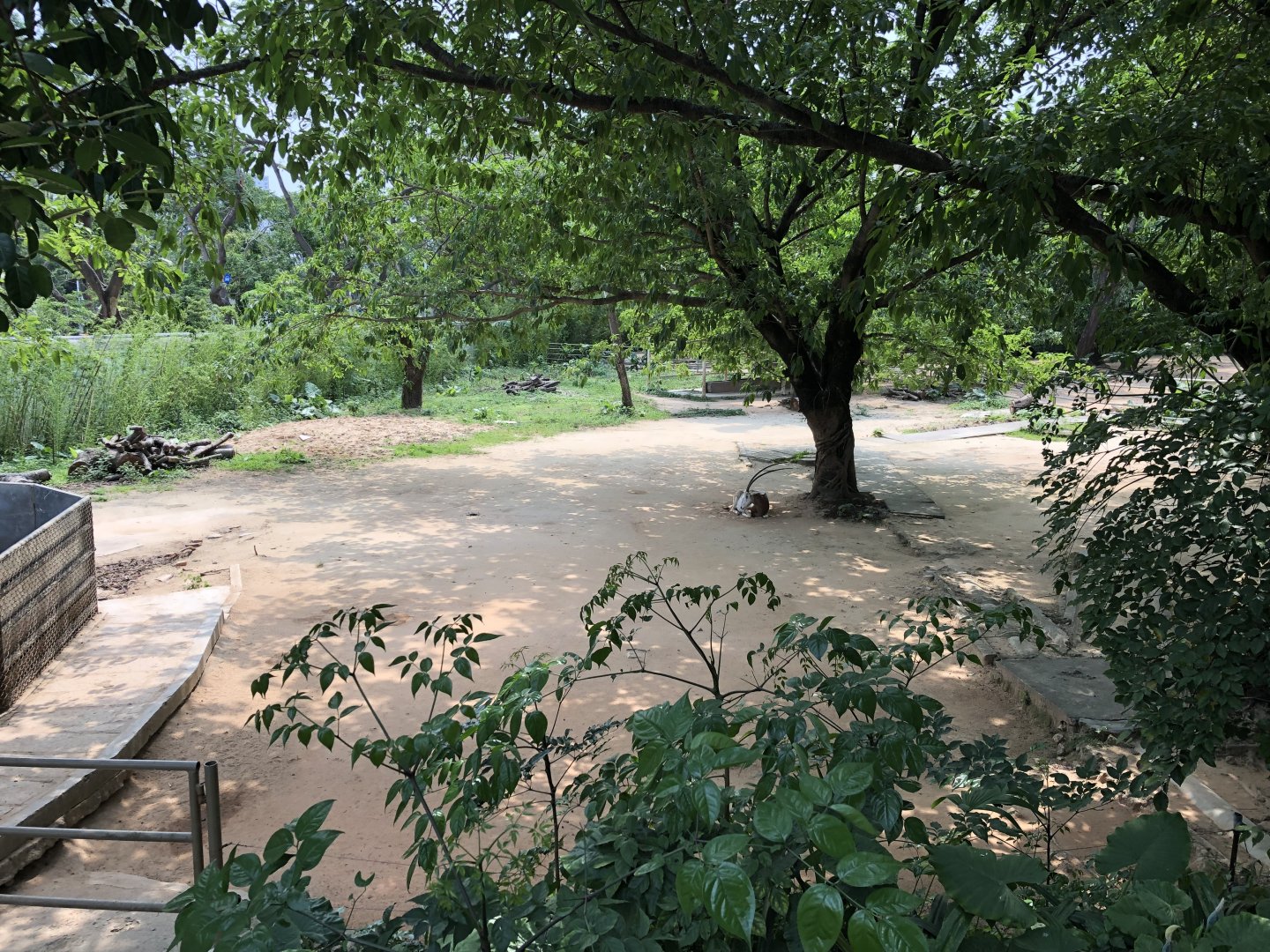 Scimitar-Horned Oryx Main Exhibit
