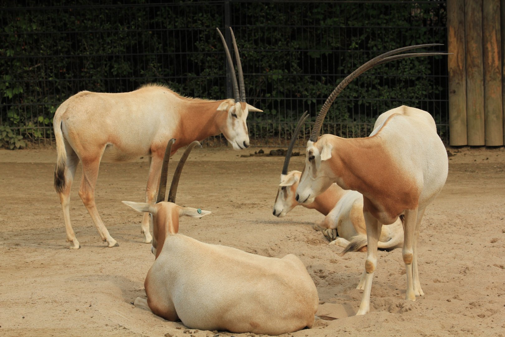 Scimitar-horned Oryx (May 2018)