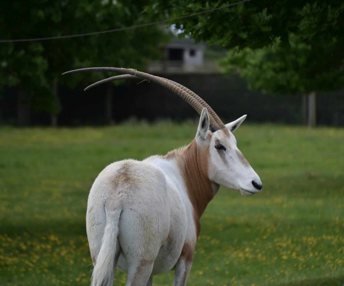 Scimitar Horned Oryx - May 2022