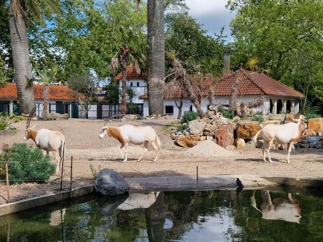 Scimitar-horned Oryx/Meerkat exhibit