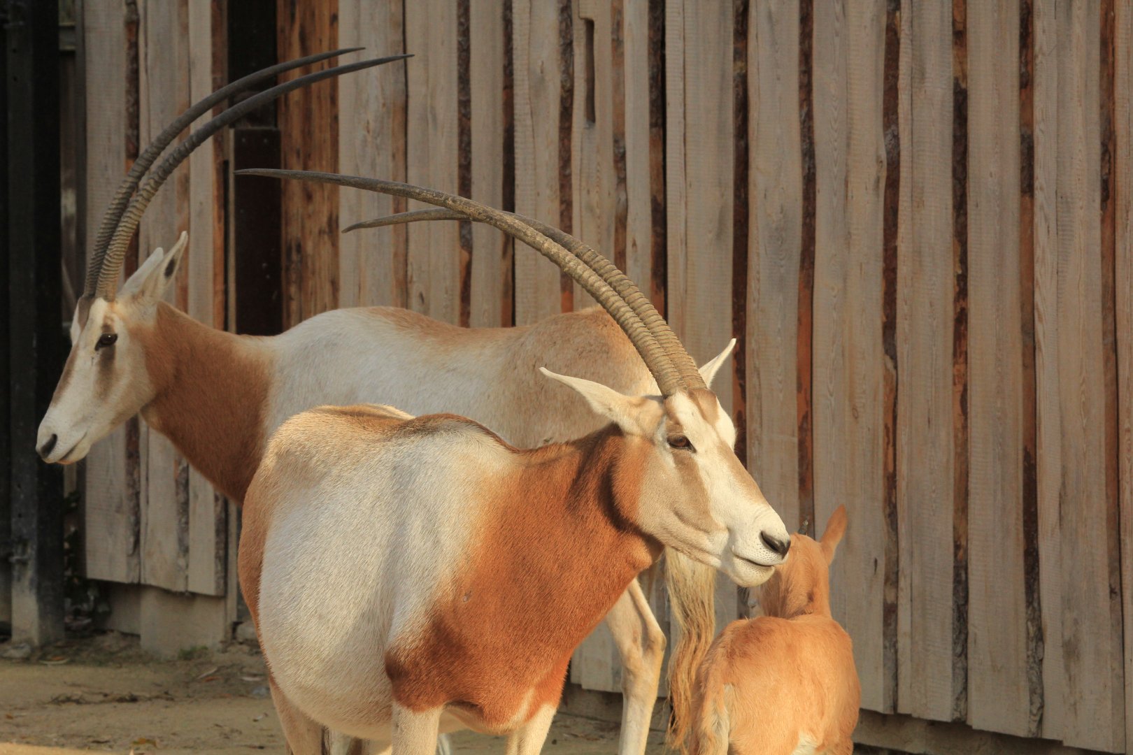 Scimitar-horned oryx (November 2018)