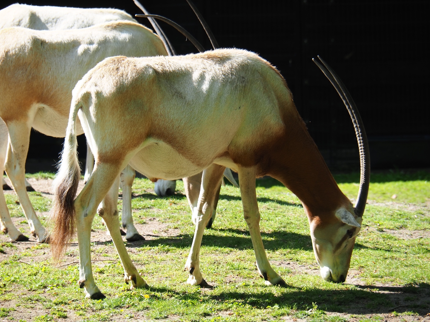 Scimitar-horned oryx (Oryx dammah), 2019-05-31